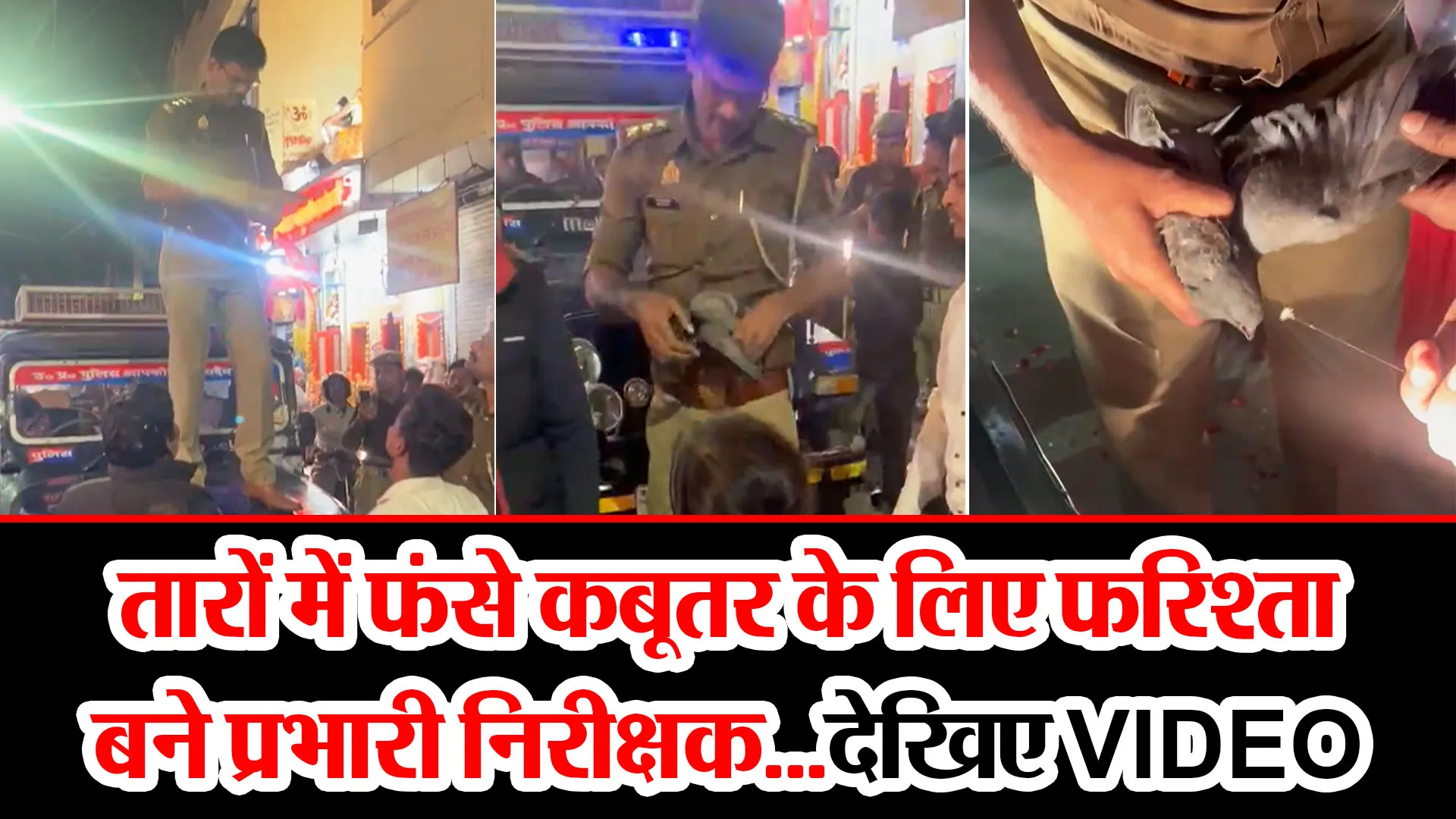 मुरादाबाद: तारों में फंसे कबूतर के लिए फरिश्ता बने प्रभारी निरीक्षक...देखिए VIDEO