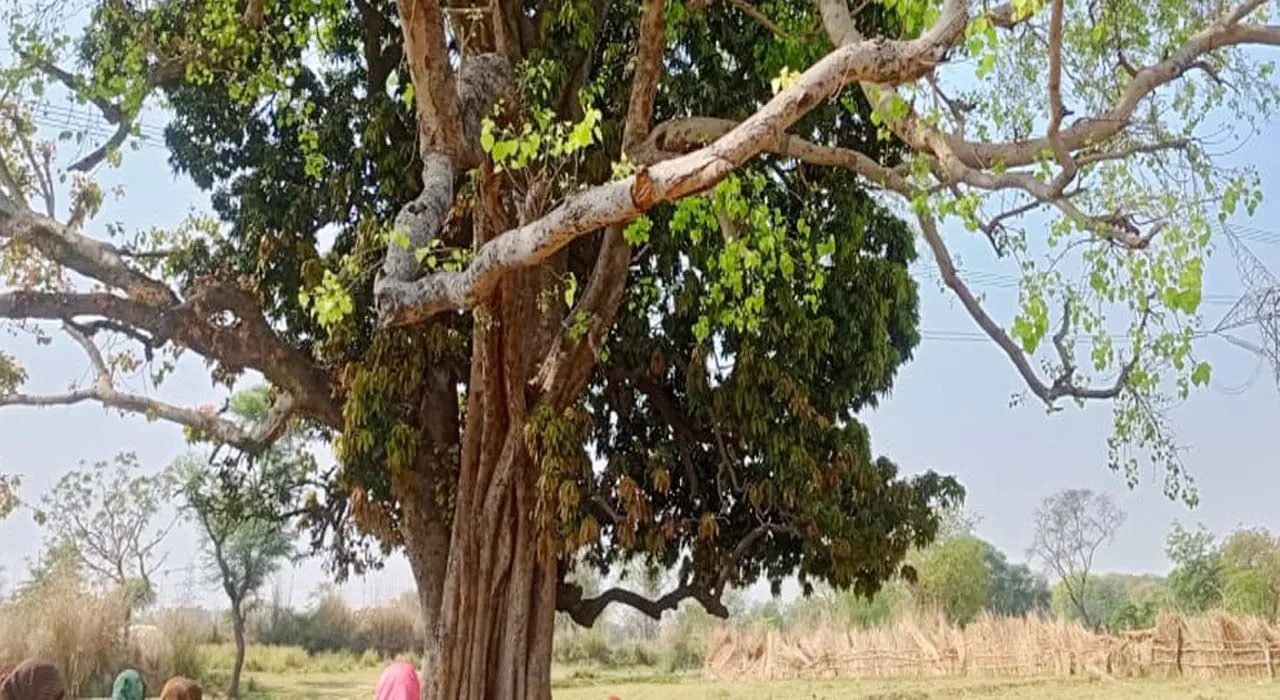 प्रयागराज: पेड़ पर 20 फीट ऊंचाई पर फंदे से लटकता मिला युवक का शव, परिवार में कोहराम