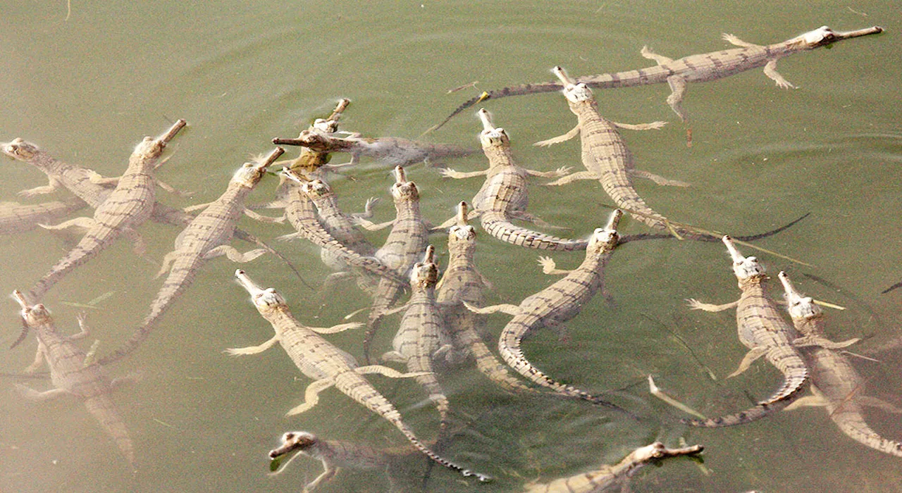 बहराइच: कतर्नियाघाट में बढ़ रही घड़ियालों की तादाद, जानिए क्यों गेरुआ नदी के लिए फायदेमंद है यह जलीय जीव?