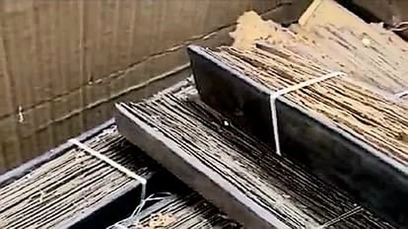 प्रयागराज: संग्रहालय में रखी ताड़पत्र से बनी 1000 साल पुरानी पांडुलिपियों को खा गये दीमक, किसी को ना होश ना खबर!