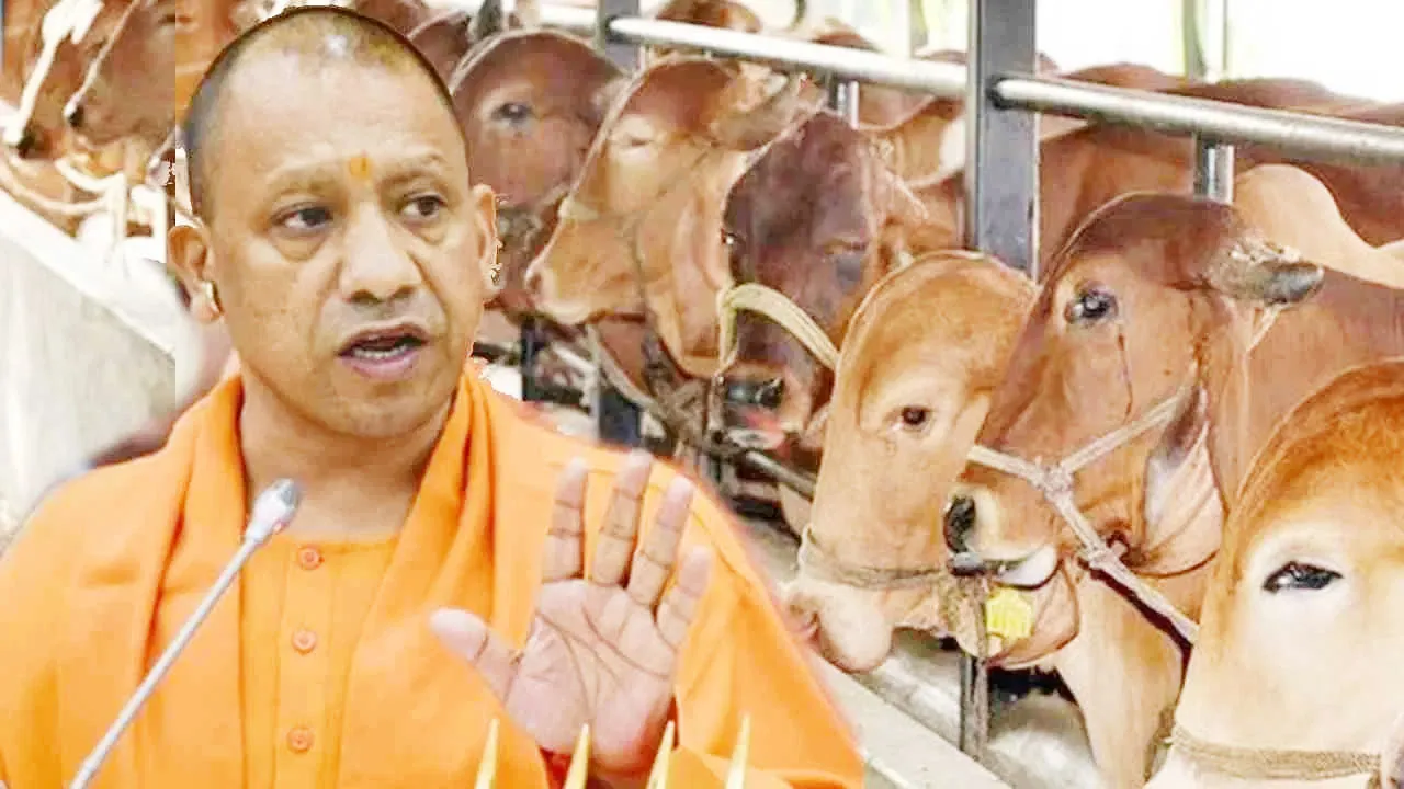 प्रयागराज: जिले में निराश्रित गोवंश को संरक्षण प्रदान का योगी सरकार का सौ फीसदी लक्ष्य हुआ पूरा, जनता को मिली इस समस्या से निजात!