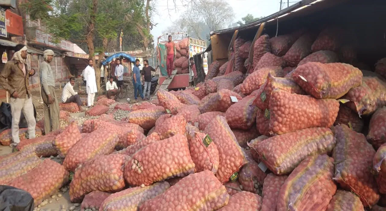 गोंडा: छुट्टा मवेशी को बचाने में पलटा आलू लदा ट्रक, हादसे के बाद सड़क पर फैल गईं आलू की बोरियां, मची अफरातफरी
