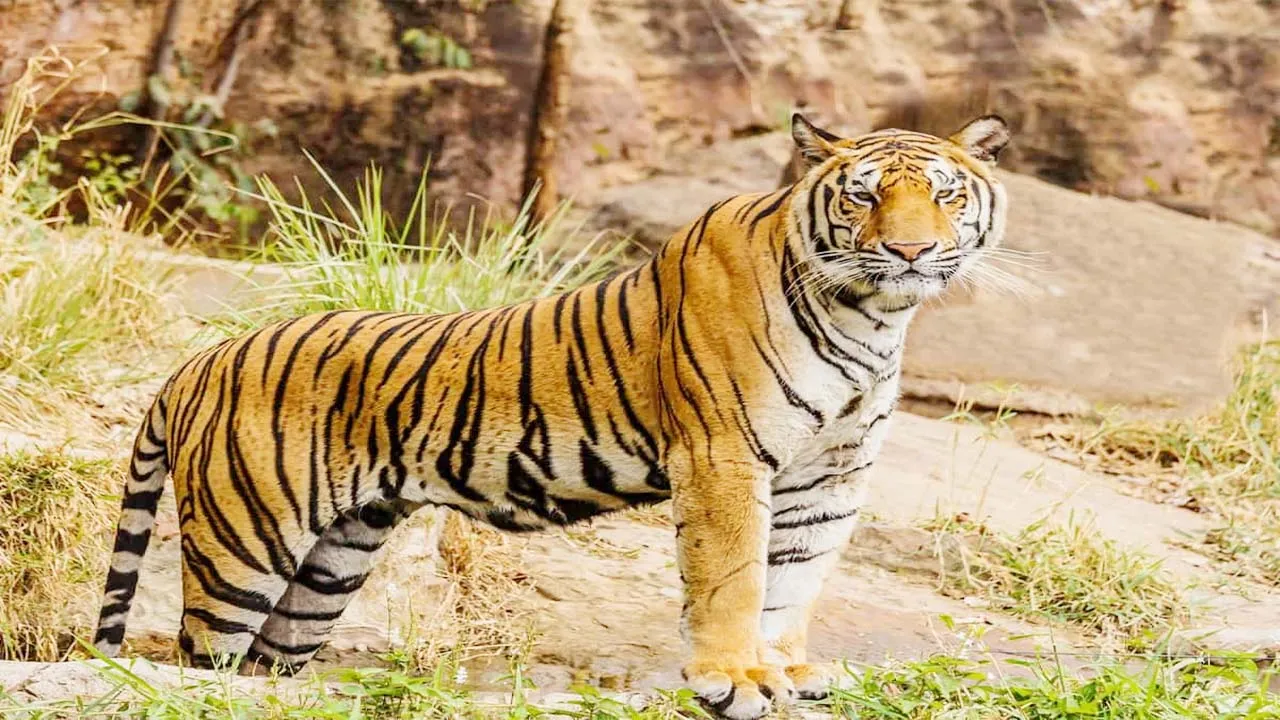 लखनऊ: राजधानी के चिड़ियाघर में जानवरों की जान खतरे में!, अधिकारियों ने साधी चुप्पी, जानिए क्या है मामला?