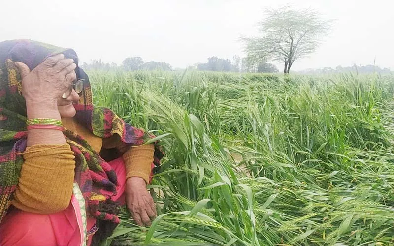 हरदोई: किसानों पर आफत बनकर बरसी बेमौसम बरसात, इन फसलों के नुकसान से 'अन्नदाता' को लगी भारी चपत!