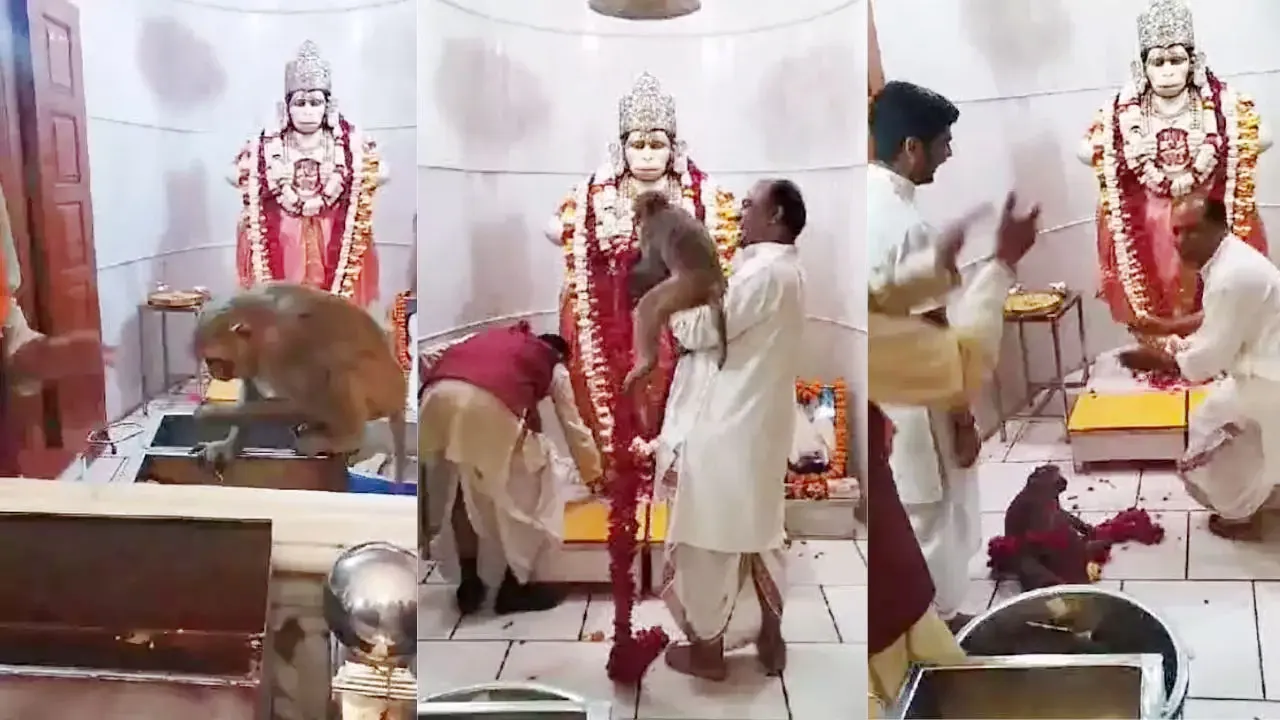 VIDEO, हनुमान सेतु मंदिर में 'बजरंगबली' ने स्वयं दिए दर्शन!, बंदर के रूप में आकर खूब की मस्ती, पहनी माला, खाया प्रसाद!