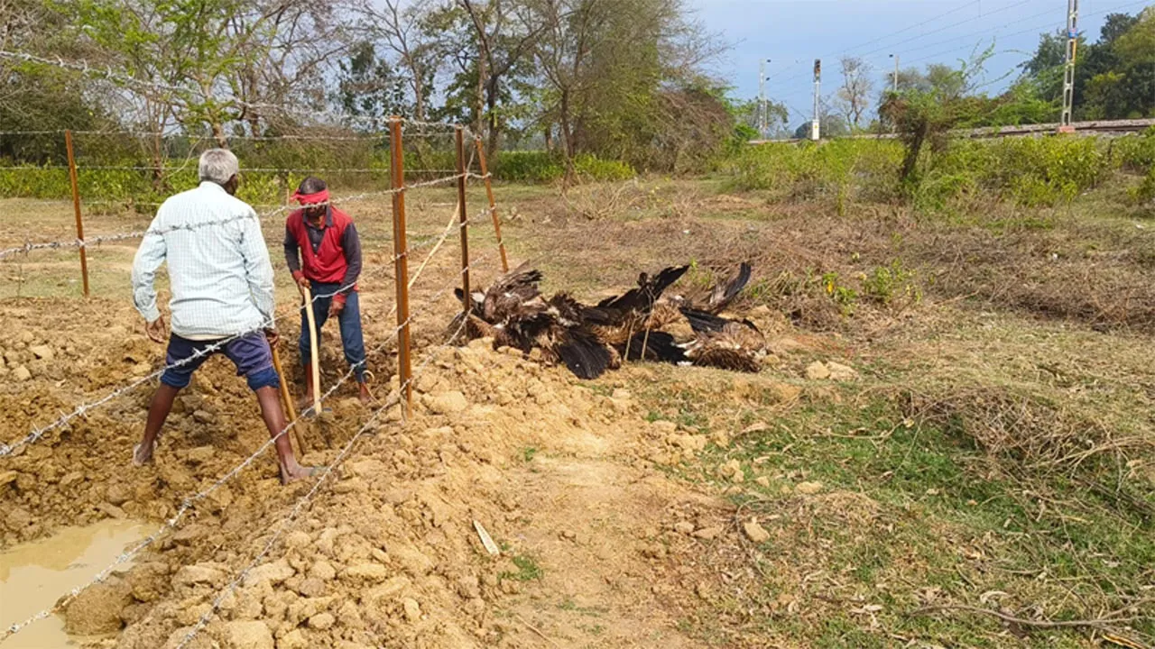 अयोध्या: ट्रेन की चपेट में आकर चार पशुओं समेत 16 गिद्धों की मौत, दो का चल रहा इलाज, लोग बोले- टल सकता था हादसा