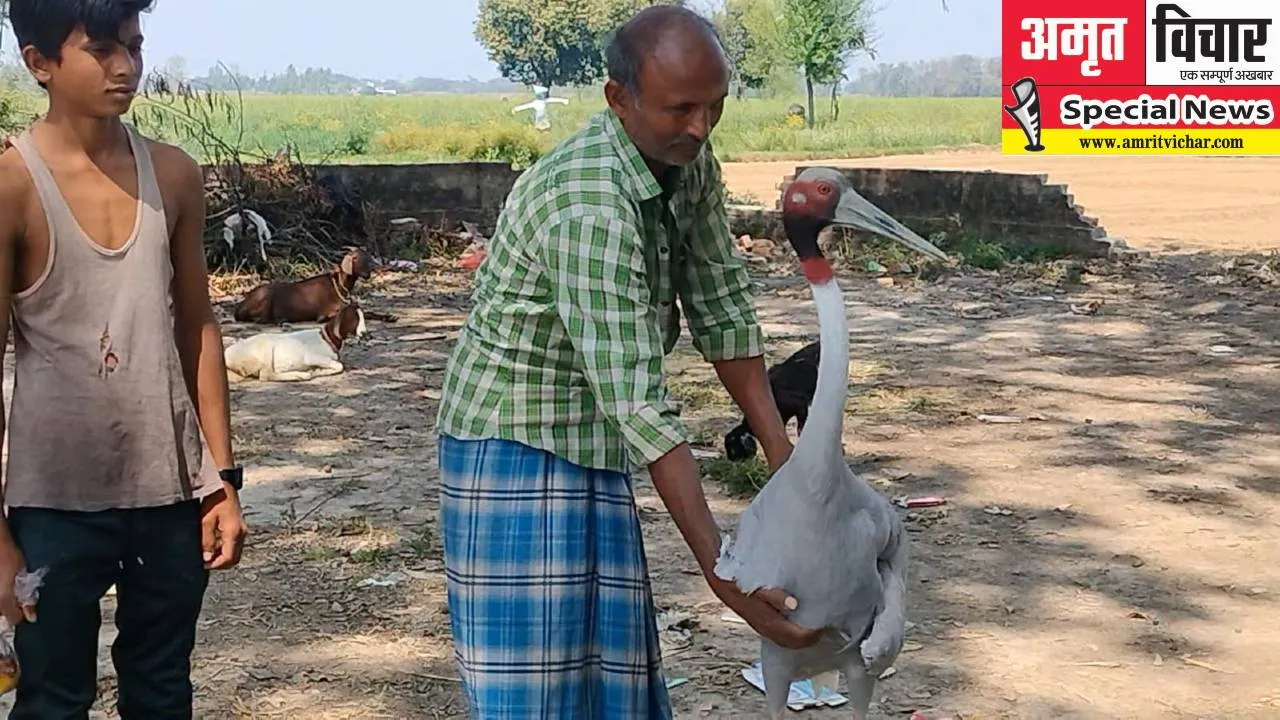 गोंडा: ग्रामीणों संग सारस की अनोखी दोस्ती, गांव में ही रहता है और डिमांड पर करता है डांस, देखें वीडियो