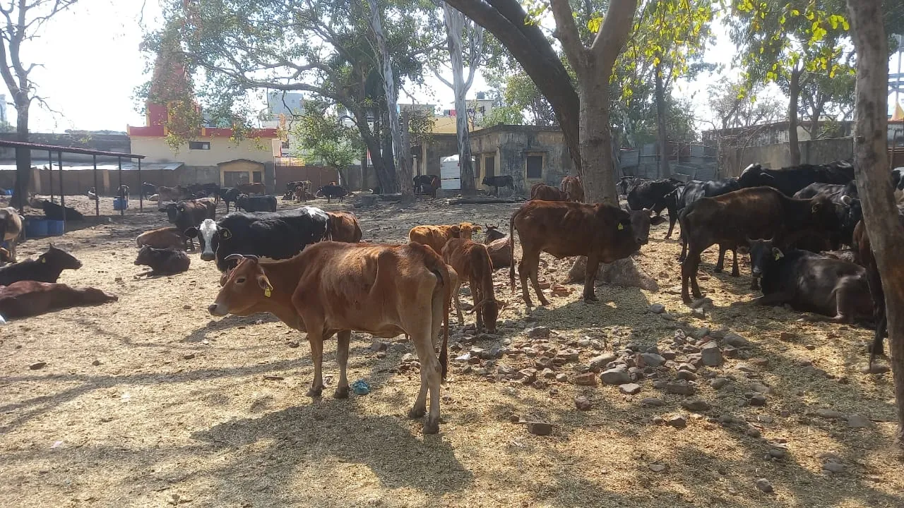 हल्द्वानी: शीशमहल गौशाला में बदइंतजामी के बीच दम तोड़ रहे जानवर