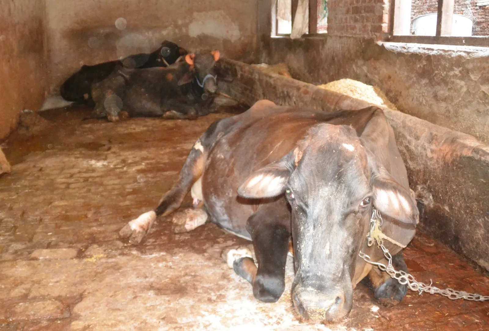 पीलीभीत: जानिए कौन सी बीमारी की चपेट में आए दुधारू पशु, दूध देना भी कर रहे बंद