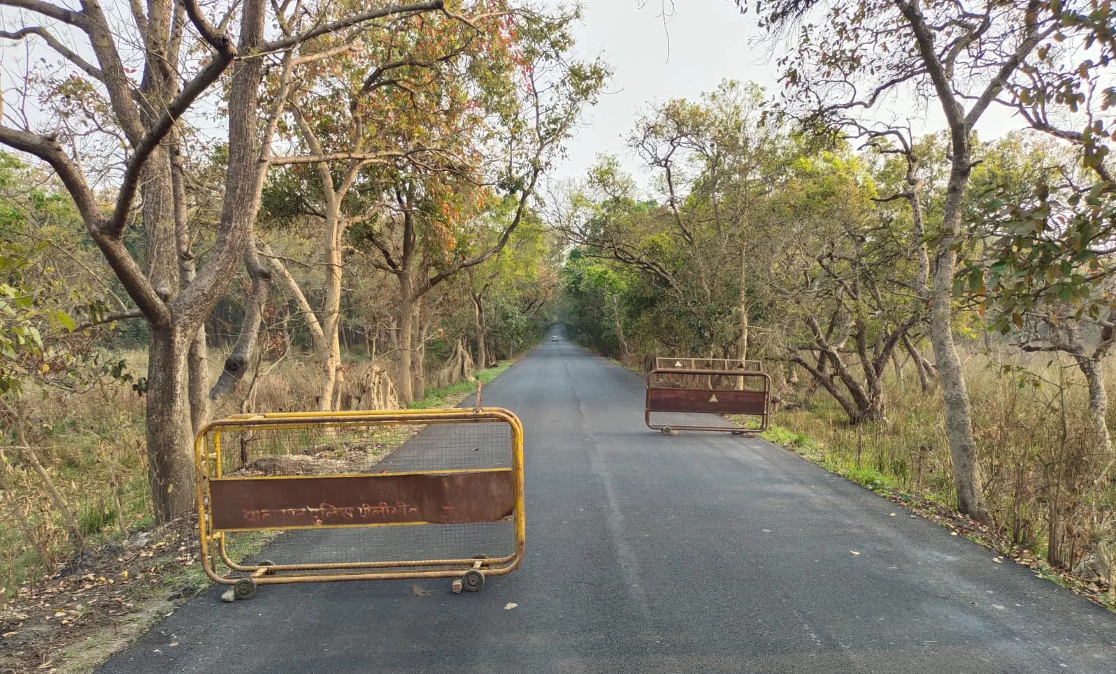 पीलीभीत: शावकों संग घूम रही बाघिन, सुरक्षा के लिए लगवाए गए बैरियर, लालपुल के पास है चहलकदमी 