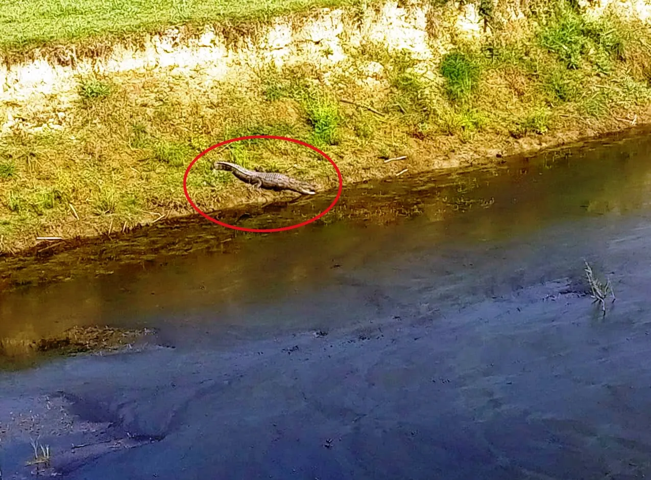 पीलीभीत:  मगरमच्छ ने ली वृद्ध की जान, देवहा नदी किनारे मिला अधखाया शव, खेत जाने की बात कहकर निकला था घर से , मचा कोहराम 