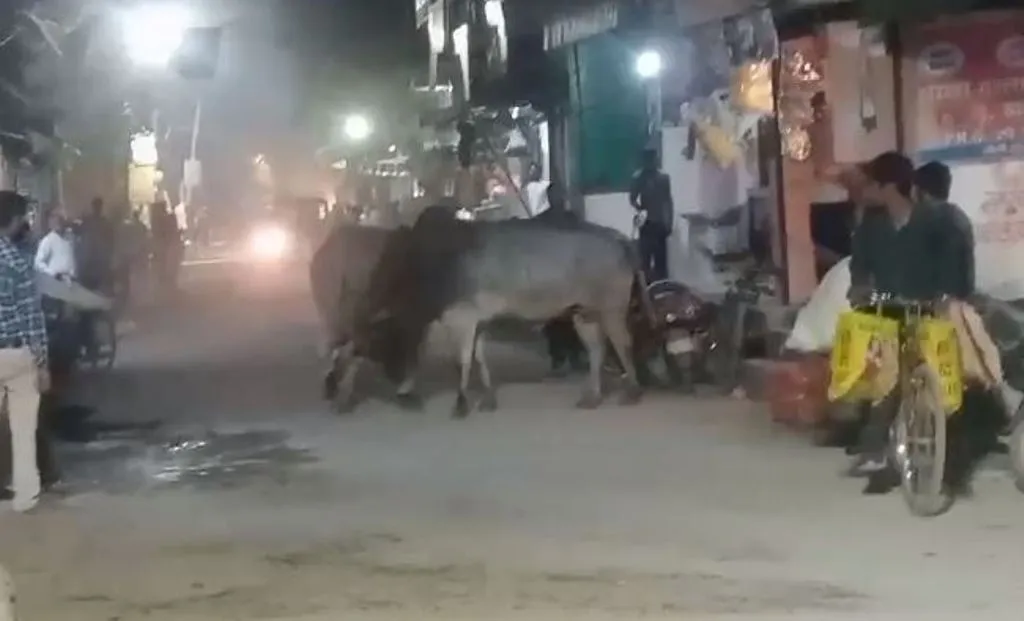 Bareilly News: जोगी नवादा में बीच सड़क पर भिड़े दो सांड...कई दुकानों को नुकसान, देखें VIDEO