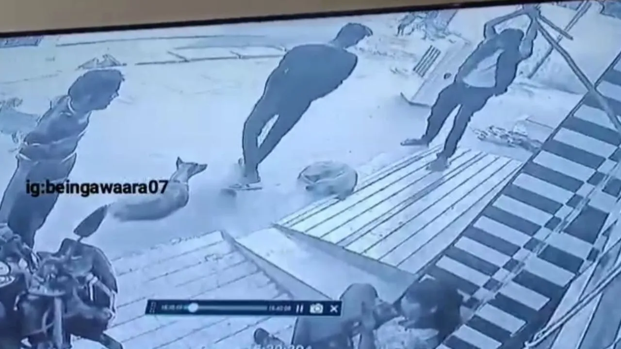 Kanpur: श्वान पिला रही थी पिल्लों को दूध; नशेबाज ने डंडे से सिर पर किए कई वार, कुछ देर तड़पती रही श्वान फिर हुई मौत