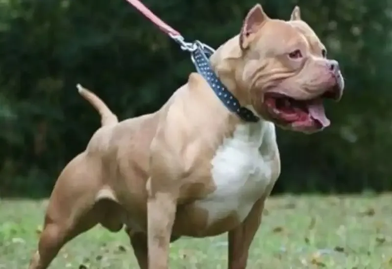 रामपुर : पिटबुल ने आठ साल के बालक को काटा, अस्पताल में भर्ती...कुत्ते के मालिक के खिलाफ रिपोर्ट दर्ज