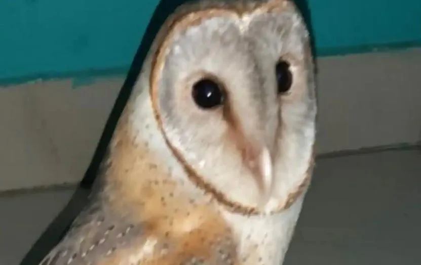 Bareilly News: बंदरों के झुंड ने दुर्लभ प्रजाति के उल्लू पर किया हमला, अस्पताल में मौत 