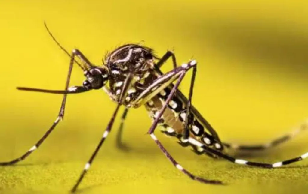 बदायूं: त्योहार पर सफाई व्यवस्था धड़ाम, मच्छर के काटने पर बुखार से अस्पताल में लग रही भीड़