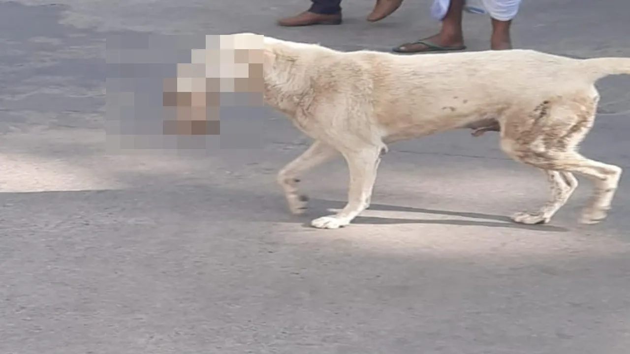 फोटो कुत्ता