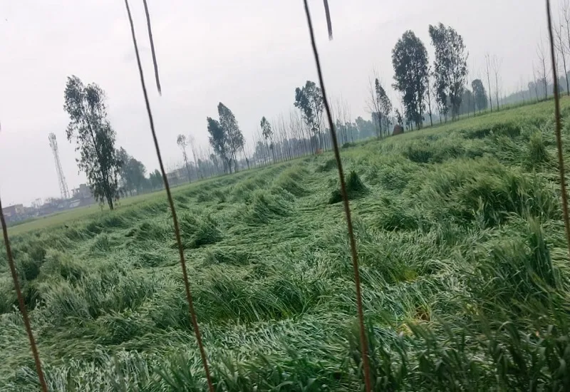  रामपुर : बारिश ने किसानों की बढ़ाई मुसीबत, खेतों में गिरी फसल