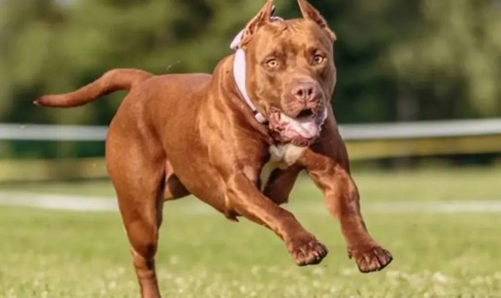 रामपुर: शहर के कई घरों में पल रहे पिटबुल, बच्चों पर हो रहे हमलावर