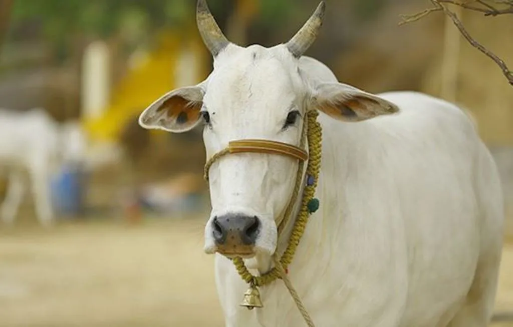 Bareilly News: 40 गायों की सेवा करने वाले को 12 हजार अनुदान, किसान ने अपने खर्चें पर शुरू की सेवा
