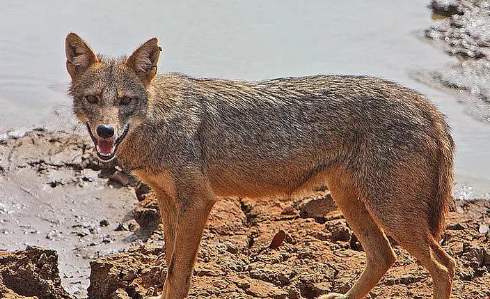 संभल: तीन साल की बच्ची पर गीदड़ का हमला, गाल का मांस नोंचा, हालत गंभीर