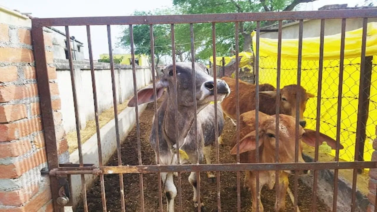 गौशालाओं में हो रहा शासनादेश का उल्लंघन, प्रधान और सचिव की लापरवाही से गोवंशों की स्थिति दयनीय