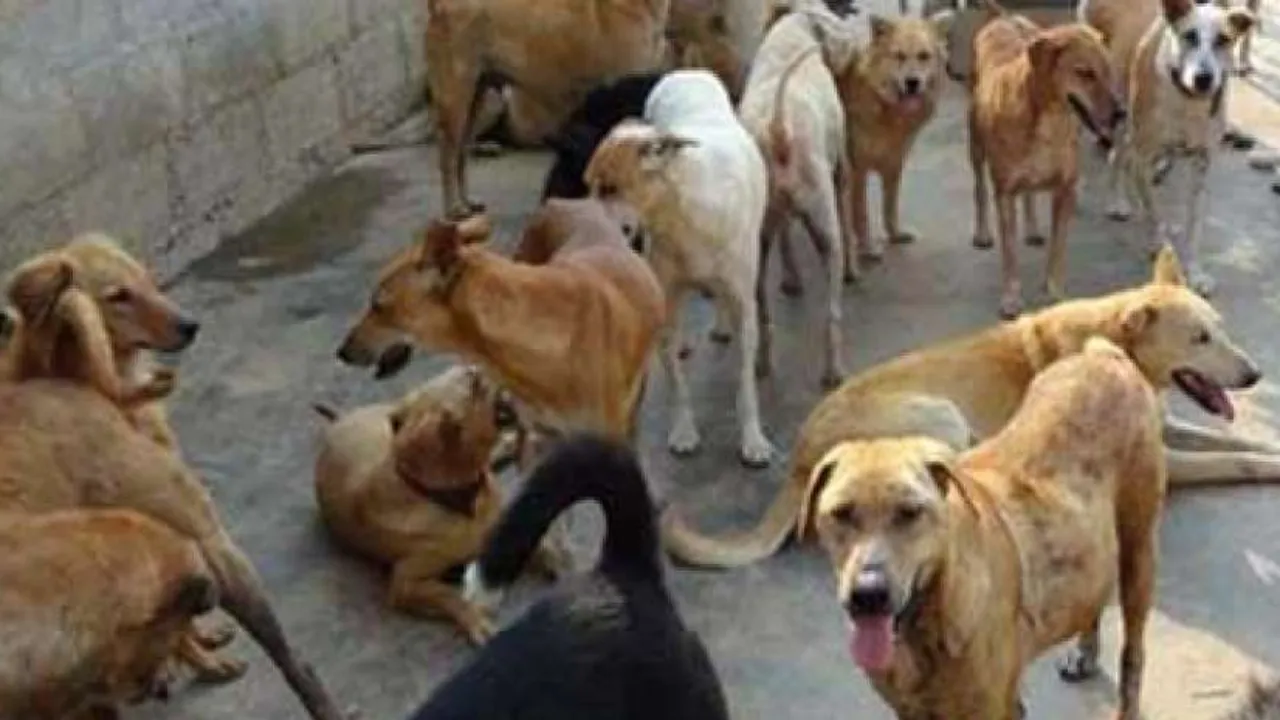 UP में नहीं थम रहीं dog attack की घटनाएं, देवरिया में स्ट्रीट डॉग ने मासूम बच्ची को नोचकर मार डाला