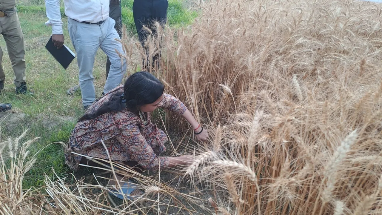 श्रावस्ती DM ने खेत में काटे गेहूं, क्रॉप कटिंग का लिया जायजा