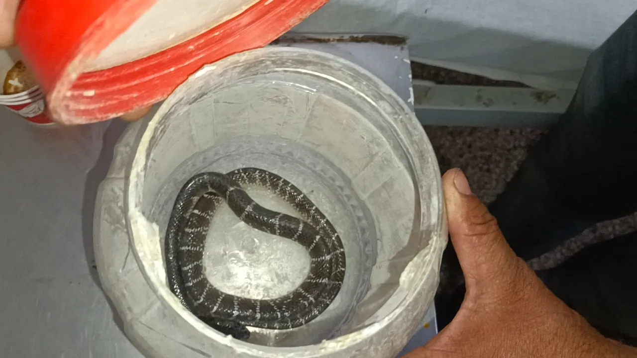 बहराइच: पूजा के दौरान काटा सांप, तो डिब्बे में बंदकर इलाज के लिए पहुंचा अस्पताल, लोग देख कर रह गए दंग