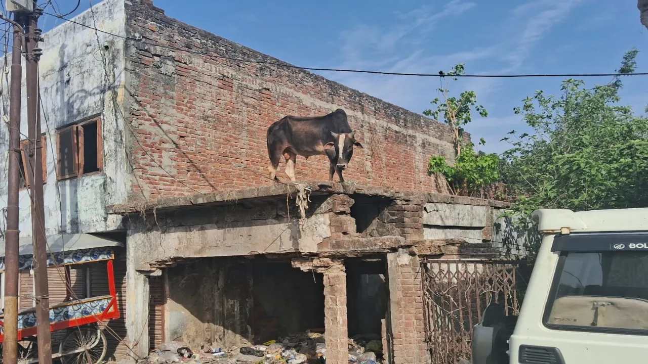 Video: बहराइच में घर की छत पर चढ़ा सांड, 12 घंटे तक रहा भूखा-प्यासा  