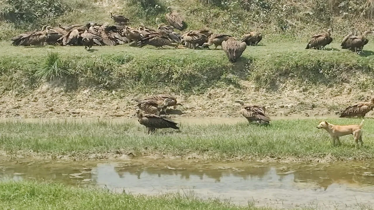 Video: बहराइच में दिखा हिमालयन ग्रिफन, झुंड में भारतीय गिद्ध भी शामिल