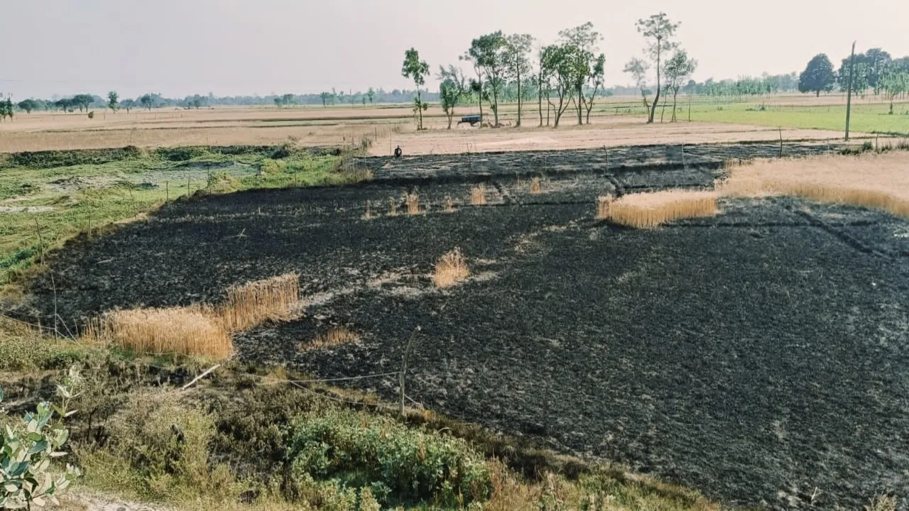 लापरवाही: पहले किसान की चली गई जान, अब गेहूं की फसल जलकर हुई राख