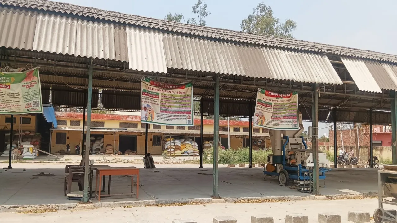 गेहूं खरीद: पीसीयू को मिला 42 हजार एमटी गेंहू खरीद का लक्ष्य