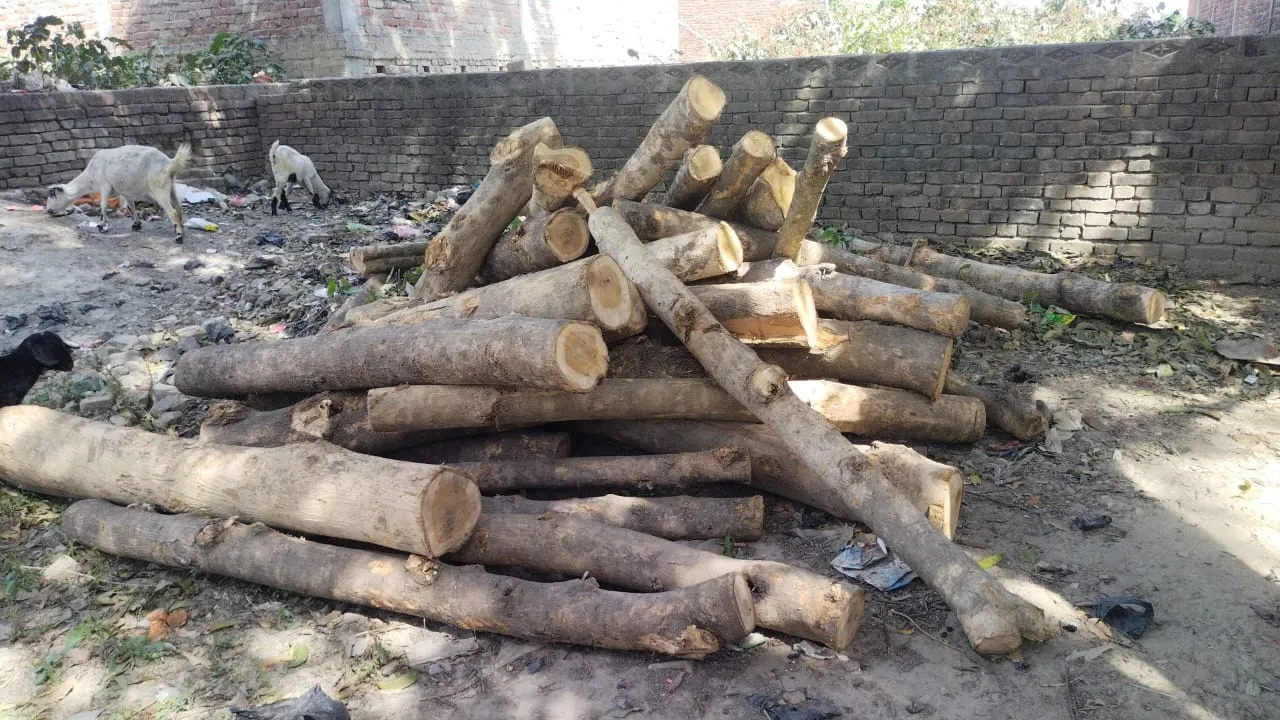 बहराइच: तस्करों ने काटे पेड़, 20 बोटा सागौन की लकड़ी बरामद