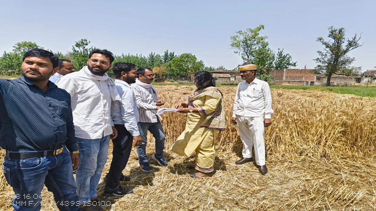 बहराइच: खेत में जाकर सीडीओ ने कटवाई गेहूं की फसल, क्रय केंद्रों पर ही किसानों से बिक्री करने की अपील