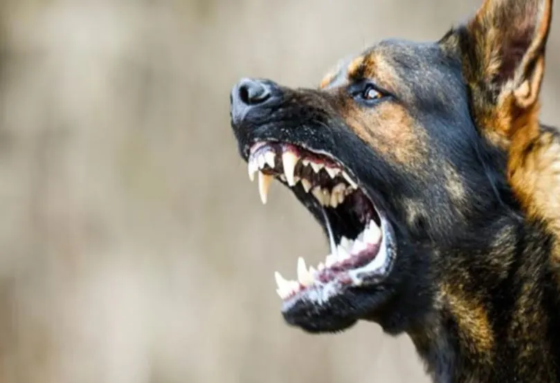 बरेली: दो साल के मासूम पर कुत्तों के झुंड ने किया हमला, खेत पर गेहूं काटने गई मां के साथ गया था बच्चा