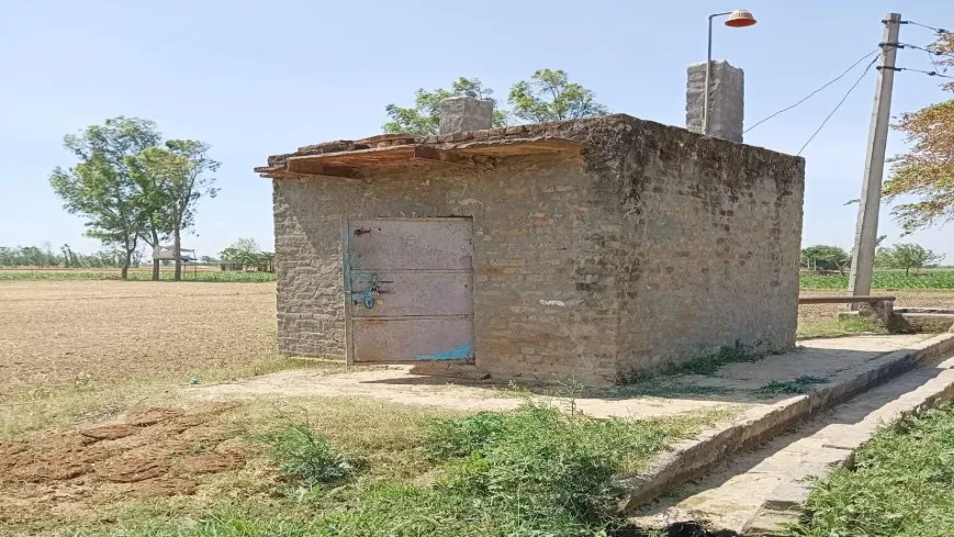 बदायूं: बिजली कटौती से किसान परेशान, सूख रही मक्का-मेंथा की फसल