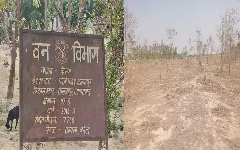 बरेली: चुनावी जनसभा के लिए खैर के डेढ़ सौ पेड़ों पर चलवा दी आरी, DFO ने मांगी रिपोर्ट