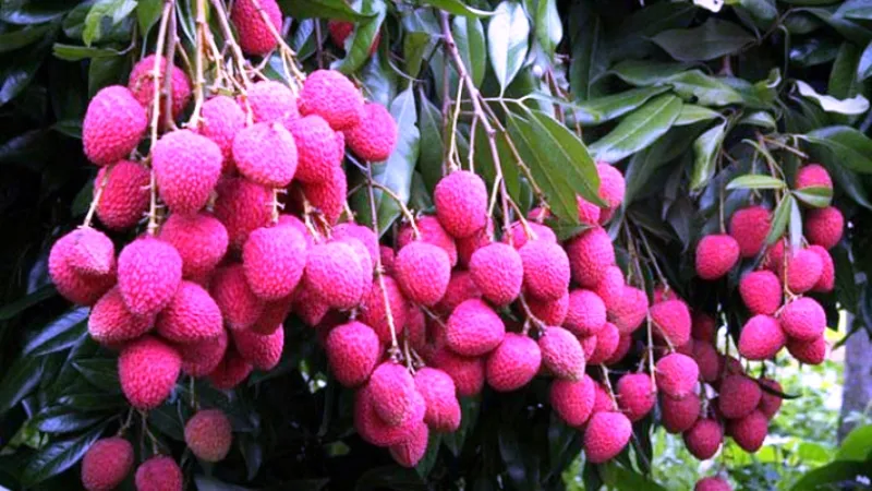 रामनगर: मई माह से बाजार में घुलेगी लीची की मिठास