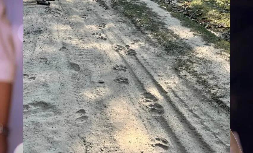 पीलीभीत: पूजा करने जा रहे श्रद्धालु के सामने आया बाघ, थम गए वाहन के पहिए और रास्ते से लौटे राहगीर