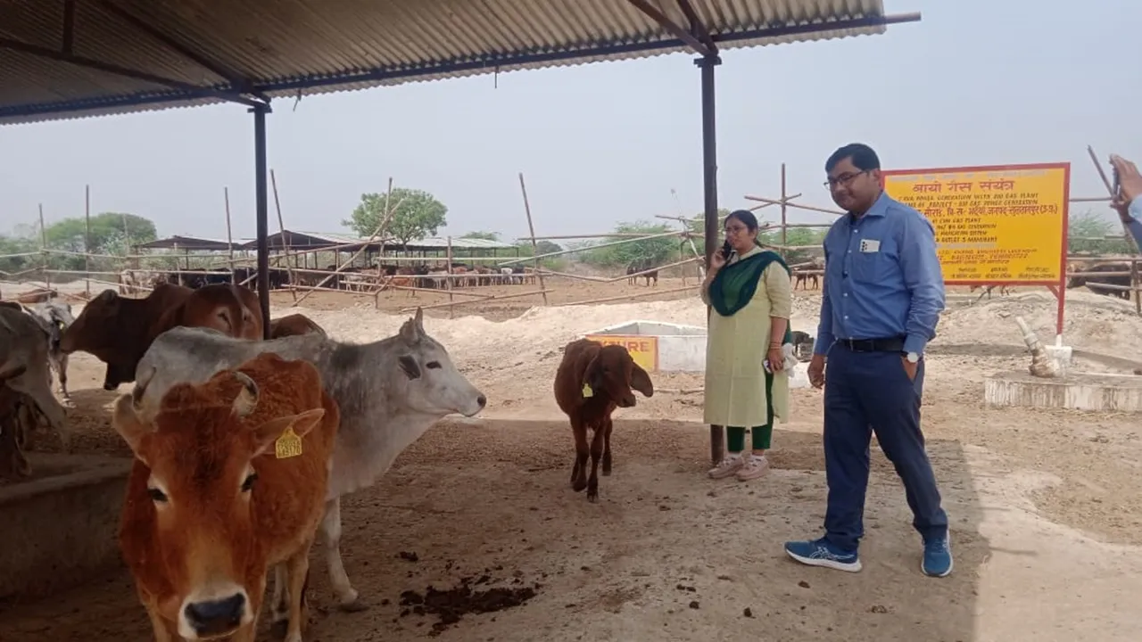 सुलतानपुर: बीडीओ के निरीक्षण में सौंराई गौशाला चार गोवंश मिले बीमार
