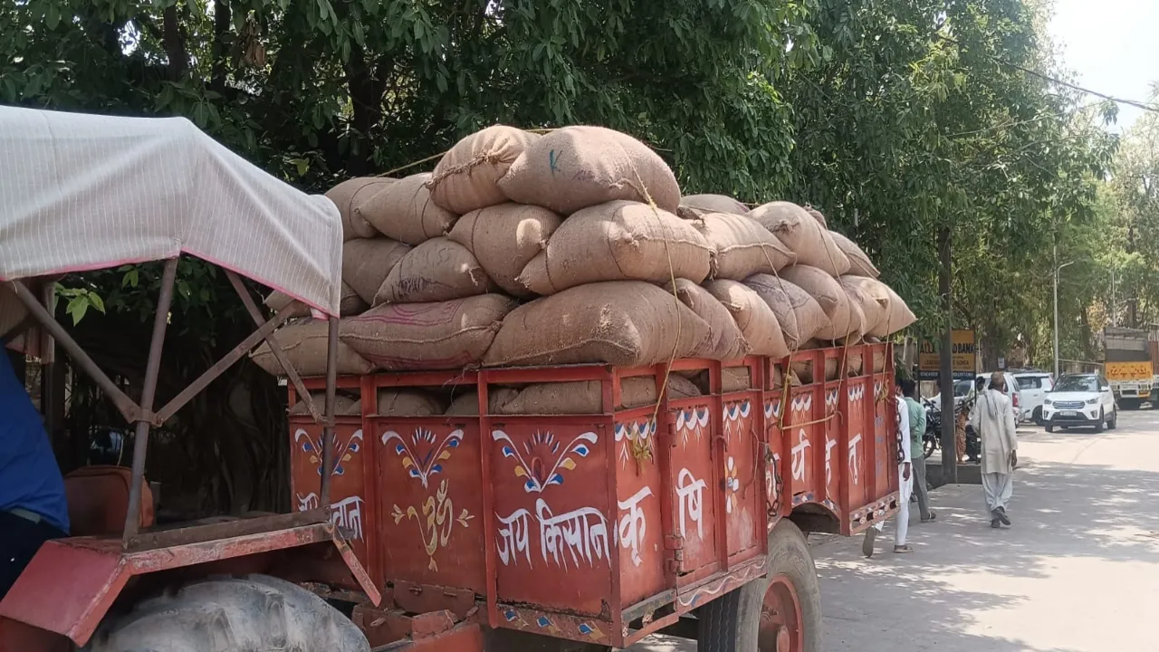 गोंडा: मंडी में गेहूं की आवक तेज, भाव में गिरावट-इस रेट पर हो रही खरीद 