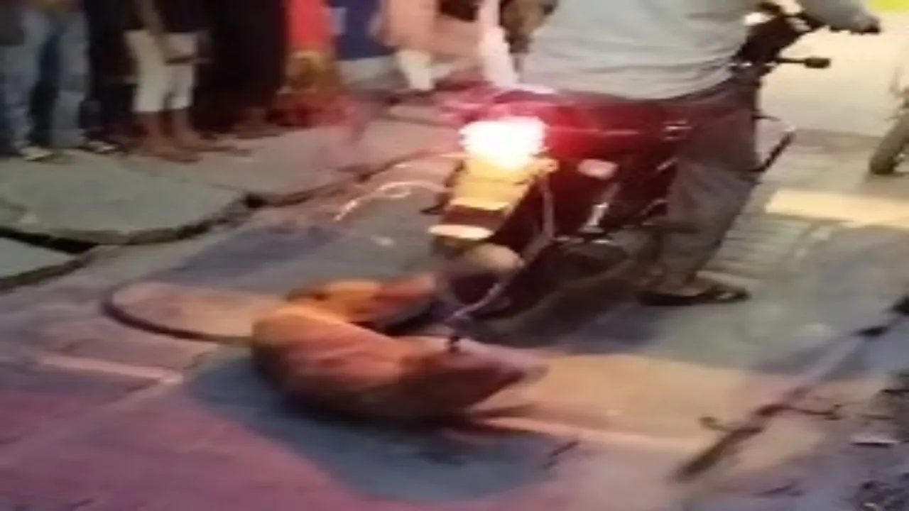 Video: लखनऊ में दम्पति ने स्ट्रीट डॉग को खम्भे से बांधकर पीटा, तोड़ डाला पैर-चिल्लाता रहा बेजुबान, बाइक पर दूर तक घसीटा  