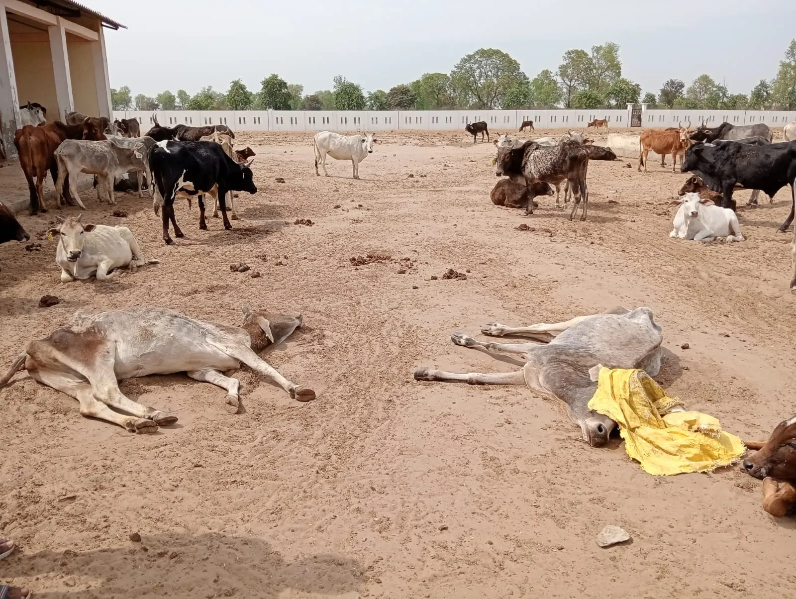 शाहजहांपुर: खुटार की अस्थाई गोशाला में दो दिन में सात पशुओं की मौत, प्रधान व सचिव पर लापरवाही का आरोप