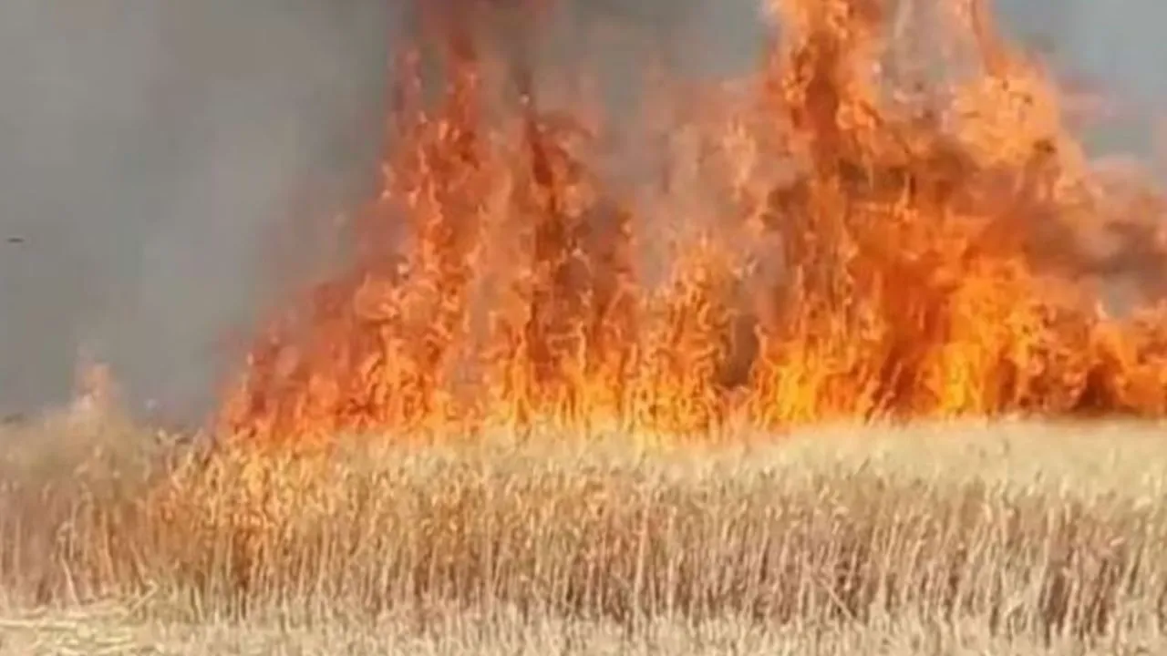 कासगंज: अज्ञात कारणों के चलते खेत में लगी आग, 17 बीघा से अधिक गेहूं की फसल जलकर राख