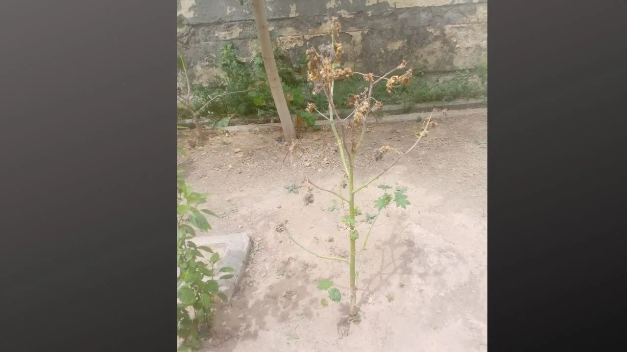 बदायूं: शासन की मंशा पर फेरा पानी, पौधों को पानी नहीं लगा पा रहा महकमा