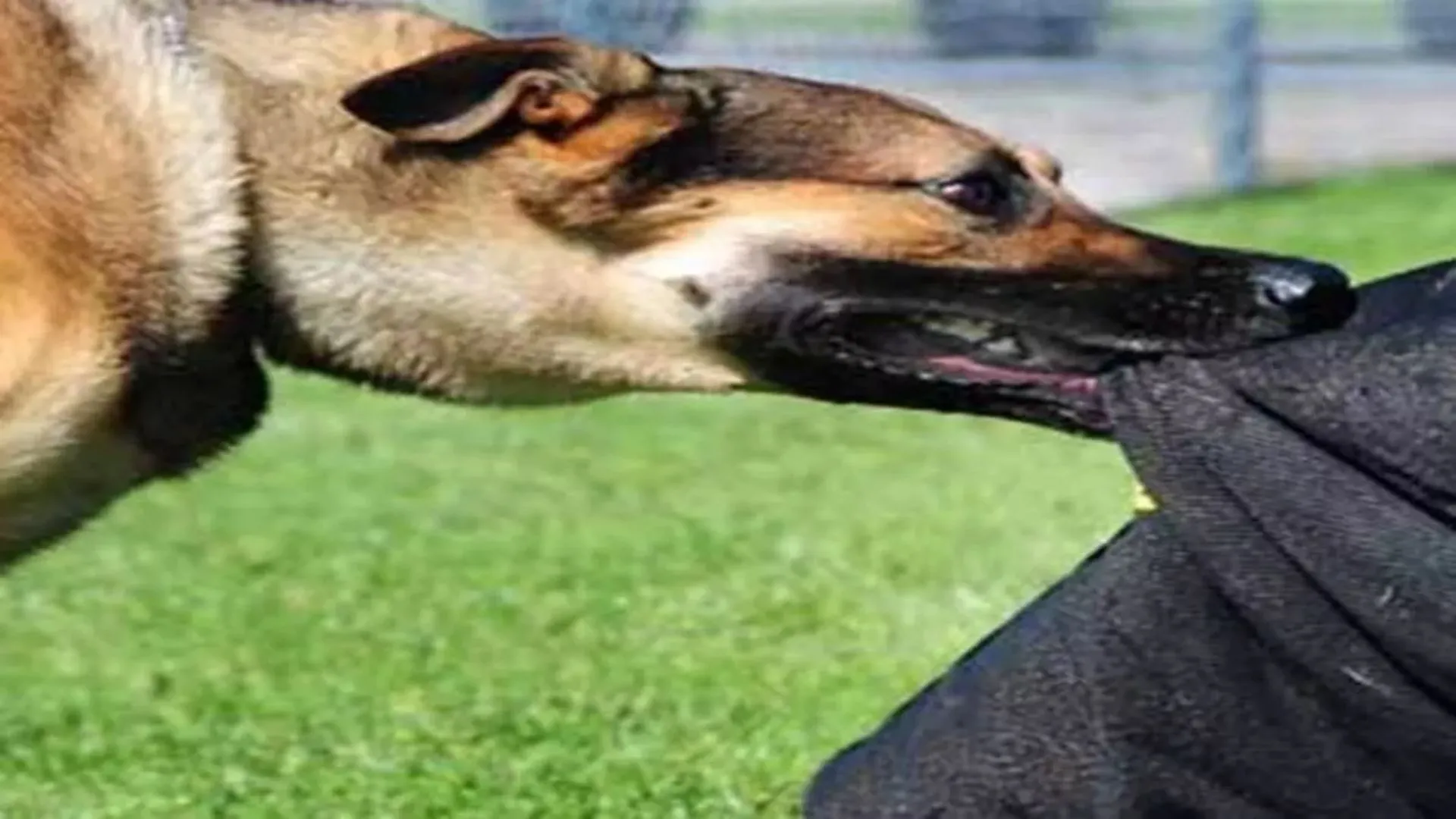 बरेली: आवारा कुत्तों का आतंक...शटडाउन लेने गए जेई पर किया हमला