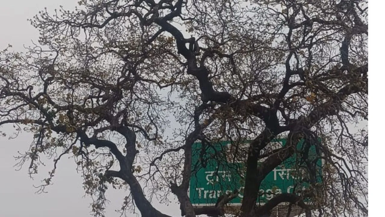 World Earth Day 2024: कोई नही उतार रहा धरती का कर्ज, खिलवाड़ होने से सूख रहे पेड़...पर्यावरण को पहुंच रहा नुकसान