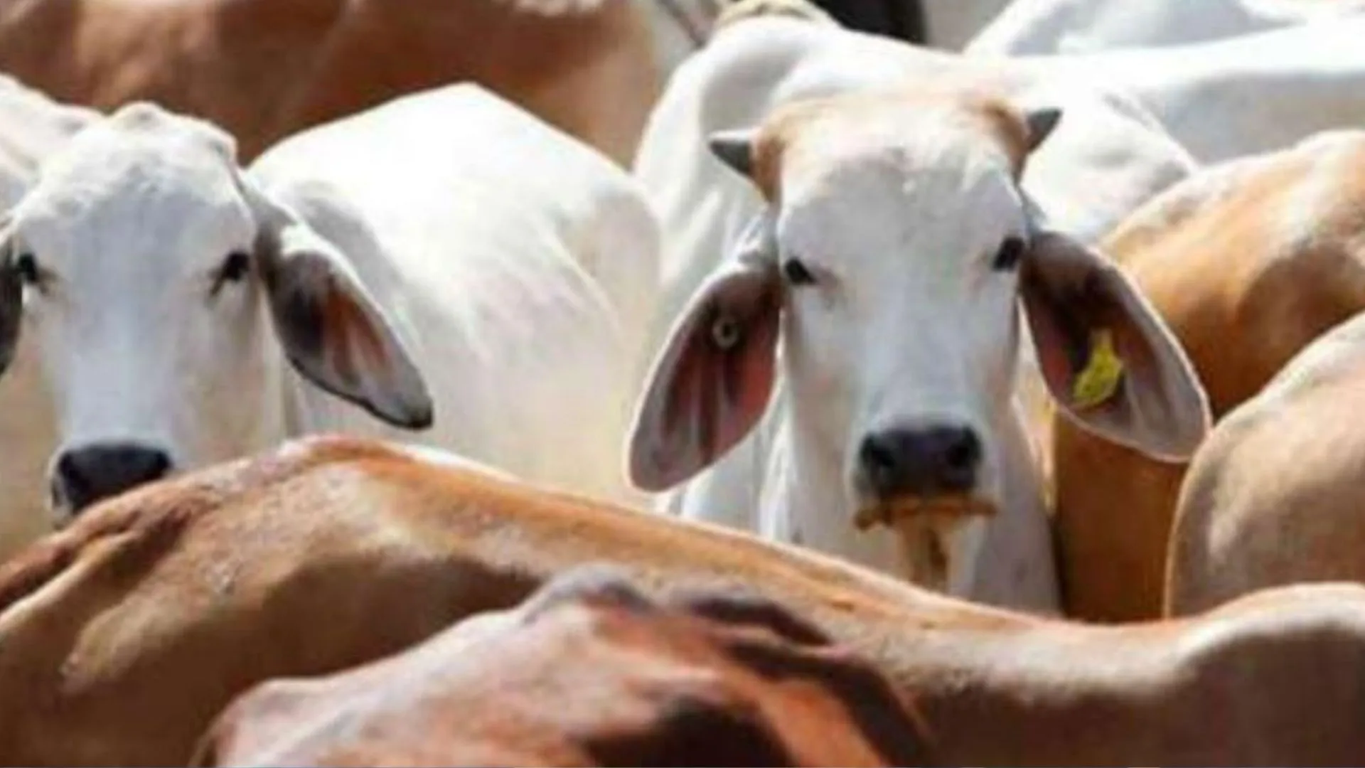 बरेली: बाघ एक्सप्रेस से टकराकर पांच गोवंशीय पशुओं की मौत