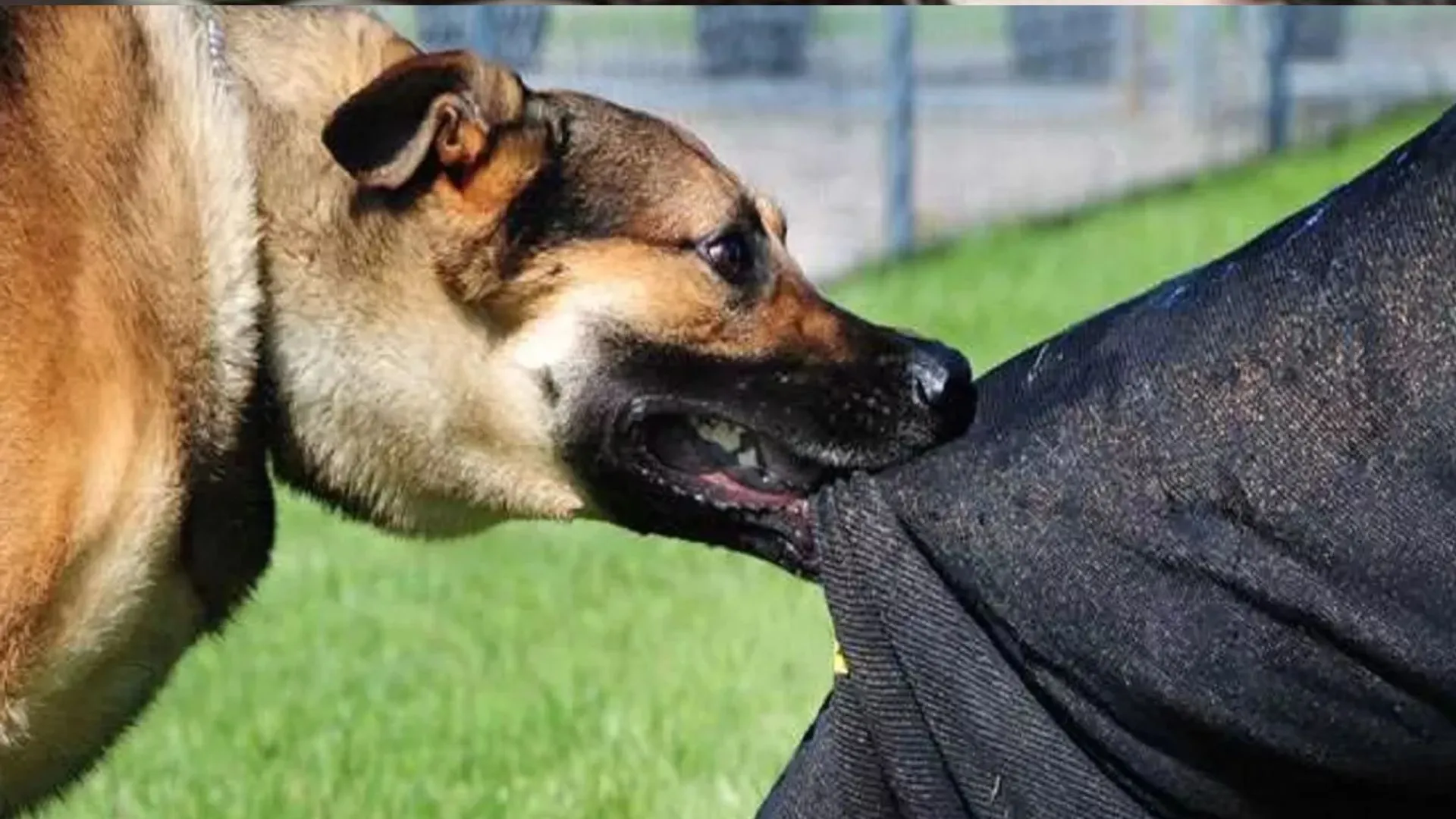 बरेली: कुत्ते के काटने से हो गई ग्रामीण की मौत, आईडीएसपी को पता नहीं लगा